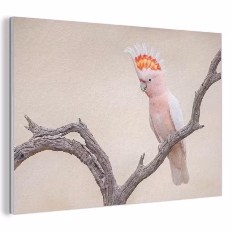 Akoestisch schilderij - Papagaai - Tak - Roze — 1