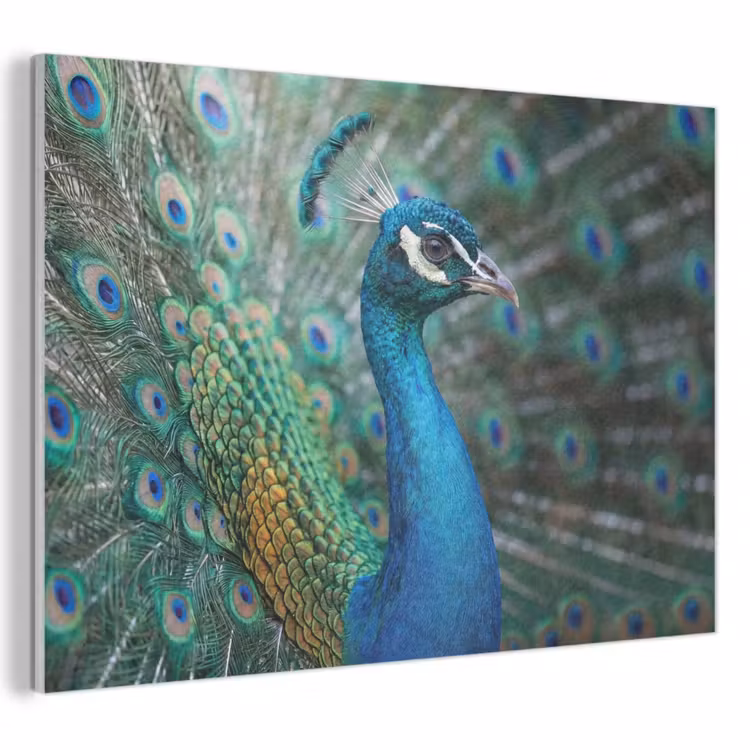 Akoestisch schilderij - Pauw - Veren - Blauw — 1