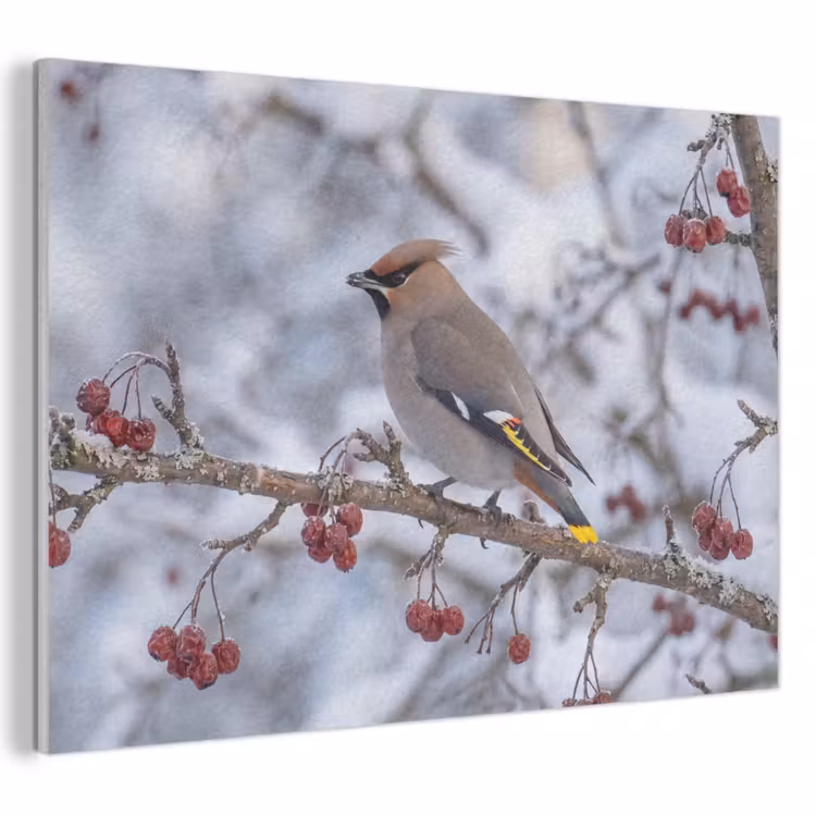 Akoestisch schilderij - Pestvogel - Bessen - Winter - Natuur — 1