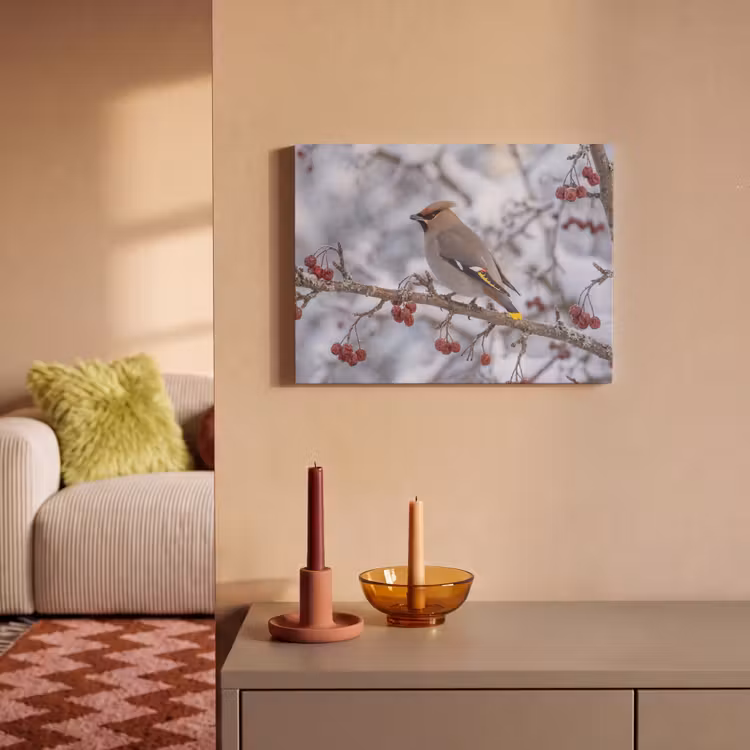 Akoestisch schilderij - Pestvogel - Bessen - Winter - Natuur — 2