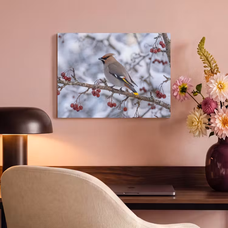 Akoestisch schilderij - Pestvogel - Bessen - Winter - Natuur — 4