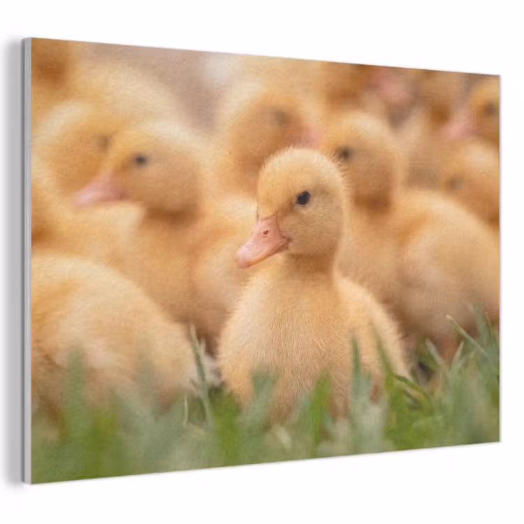 Akoestisch schilderij - Pijltje - Eend - Natuur - Geel — 1