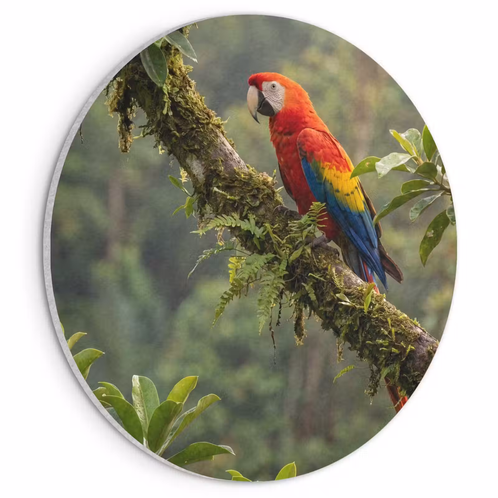 Akoestisch schilderij rond - Ara - Jungle - Rood — 1