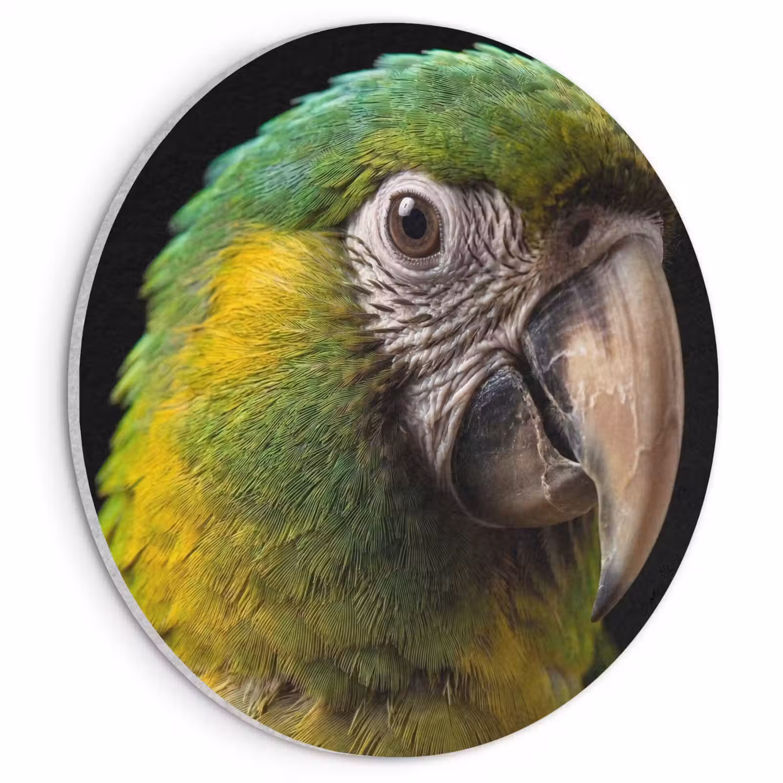 Akoestisch schilderij rond - Ara - Portret - Groen — 1
