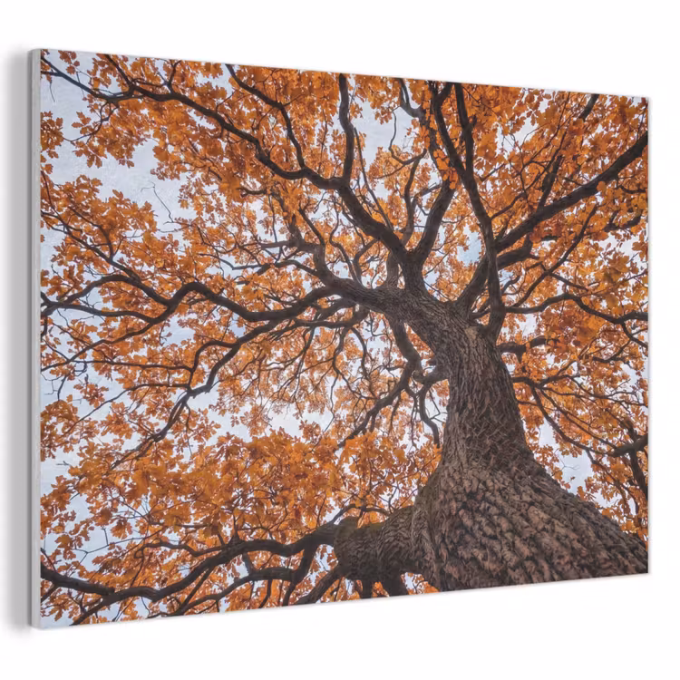 Akoestisch schilderij - Boom - Bladerdak - Herfst - Oranje - Sfeervol — 1