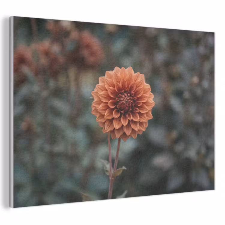 Akoestisch schilderij - Dahlia - Bloem - Natuur - Sfeervol — 1