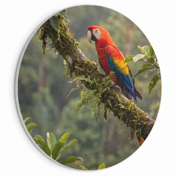 Akoestisch schilderij rond - Ara - Jungle - Rood — 1