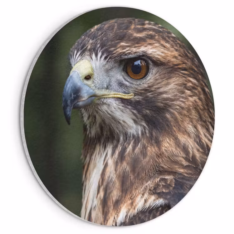 Akoestisch schilderij rond - Buizerd - Roofvogel - Natuur - Bruin — 1