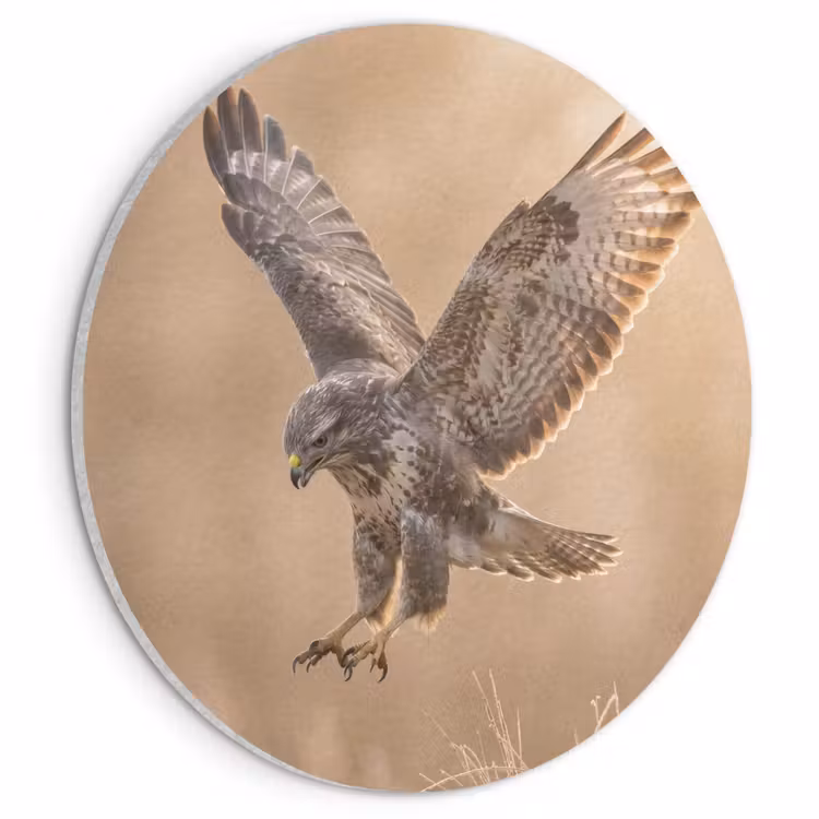 Akoestisch schilderij rond - Buizerd - Roofvogel - Natuur - Bruin — 1