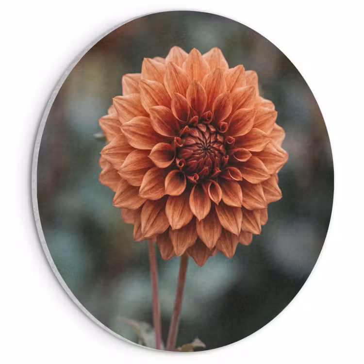 Akoestisch schilderij rond - Dahlia - Bloem - Natuur - Sfeervol — 1