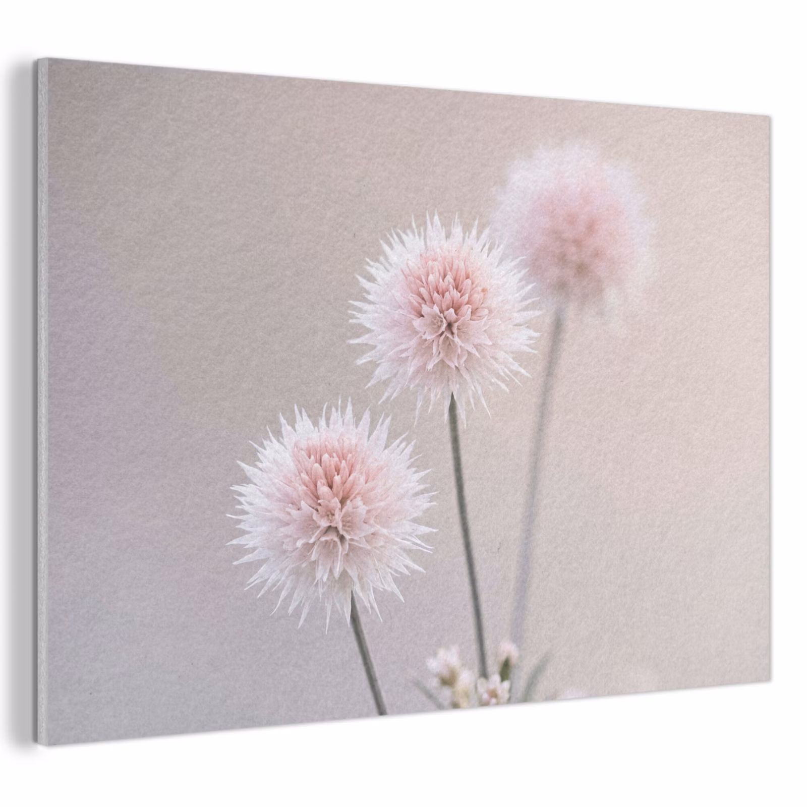 Akoestisch schilderij - Bloemen - Bollen - Roze — 1