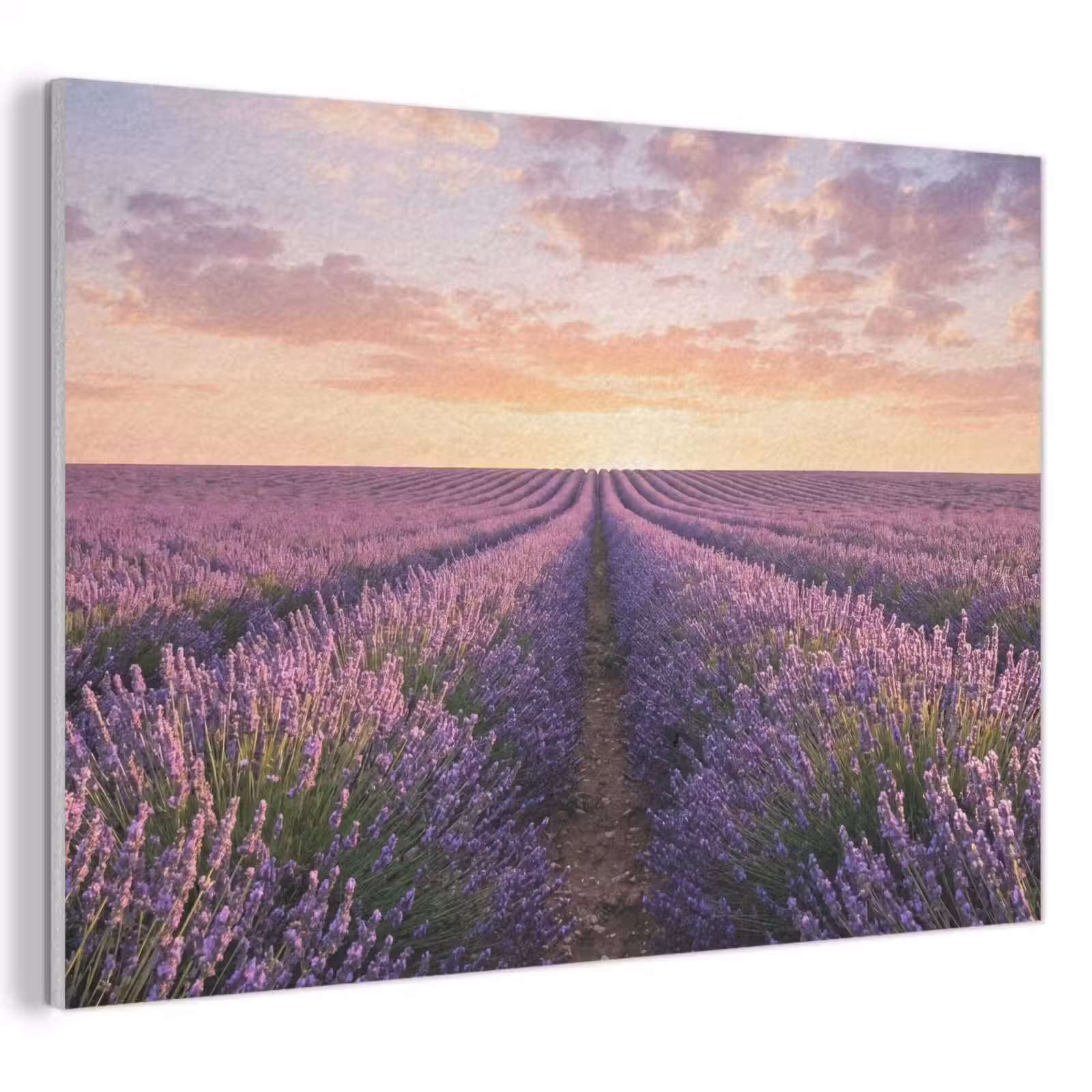 Akoestisch schilderij - Landschap - Lavendelveld - Paars — 1
