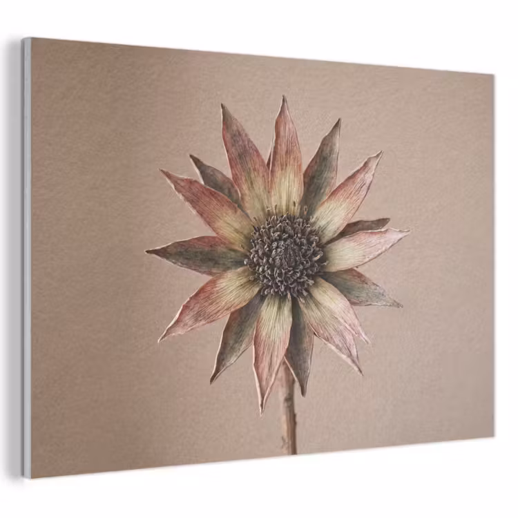 Akoestisch schilderij - Droogbloem - Protea - Vintage - Beige - Rustiek — 1