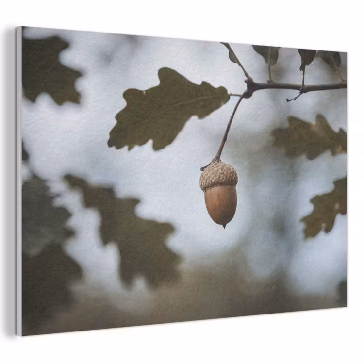 Akoestisch schilderij - Eikel - Eikenblad - Bos - Herfst - Natuur — 1