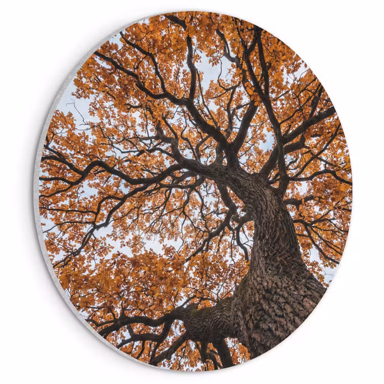 Akoestisch schilderij rond - Boom - Bladerdak - Herfst - Oranje - Sfeervol — 1