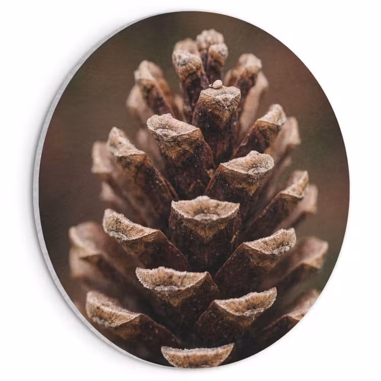 Akoestisch schilderij rond - Dennenappel - Bos - Herfst - Bruin - Sfeervol — 1