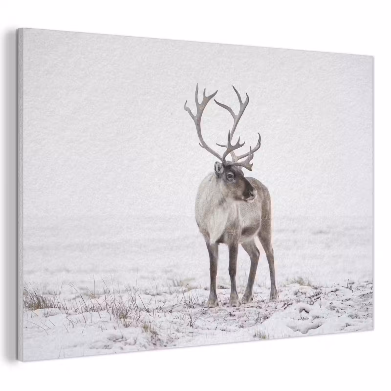 Akoestisch schilderij - Rendier - Gewei - Sneeuw - Winter — 1