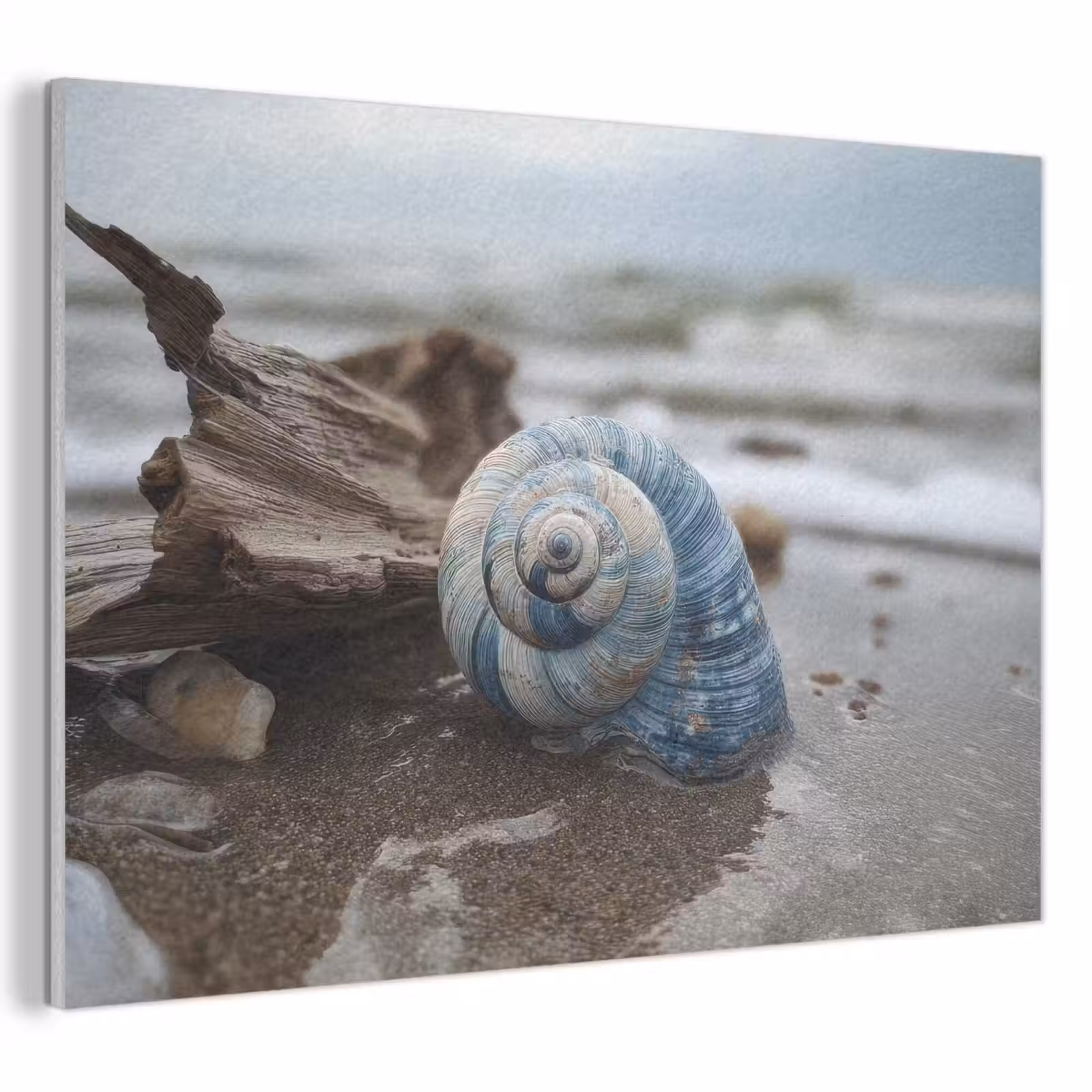 Akoestisch schilderij - Schelp - Strand - Blauw - Zee — 1