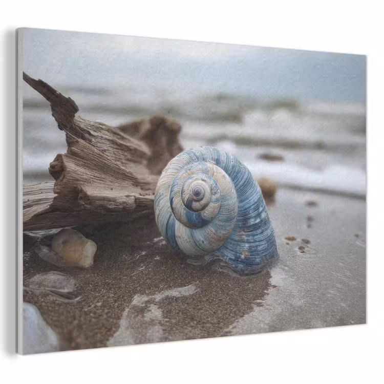 Akoestisch schilderij - Schelp - Strand - Blauw - Zee — 1
