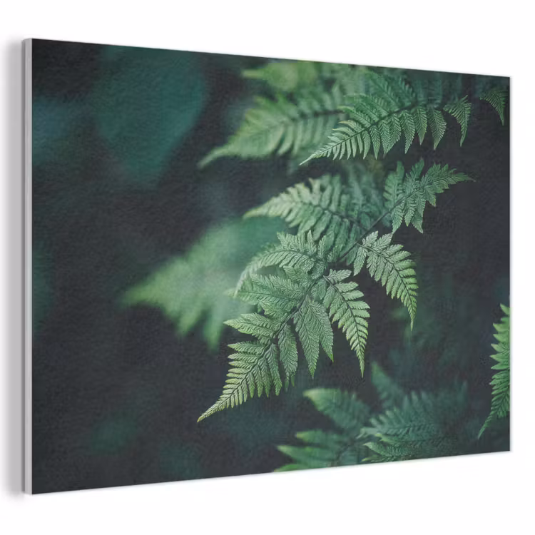 Akoestisch schilderij - Varenblad - Groen - Structuur - Wazig — 1
