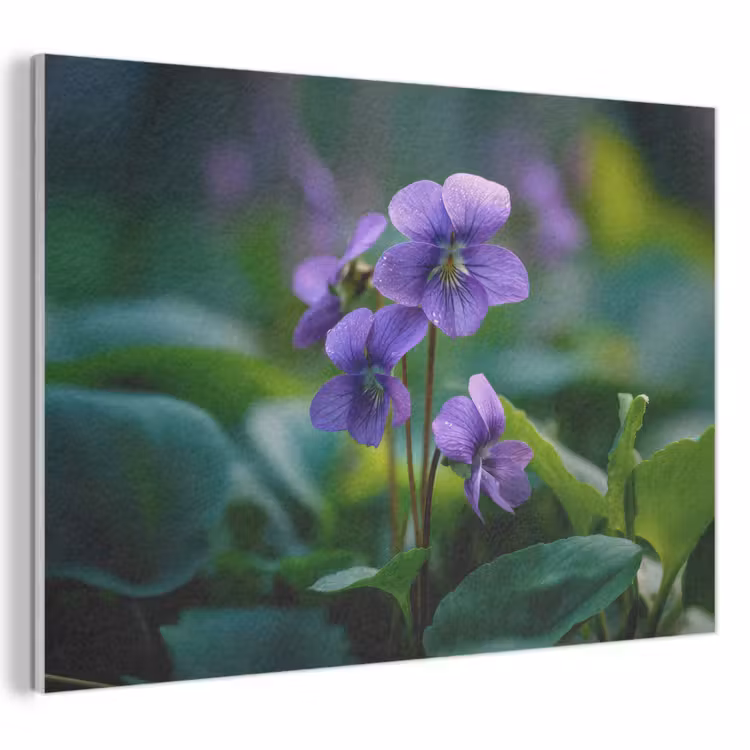Akoestisch schilderij - Viooltjes - Paars - Bloem - Bladeren — 1