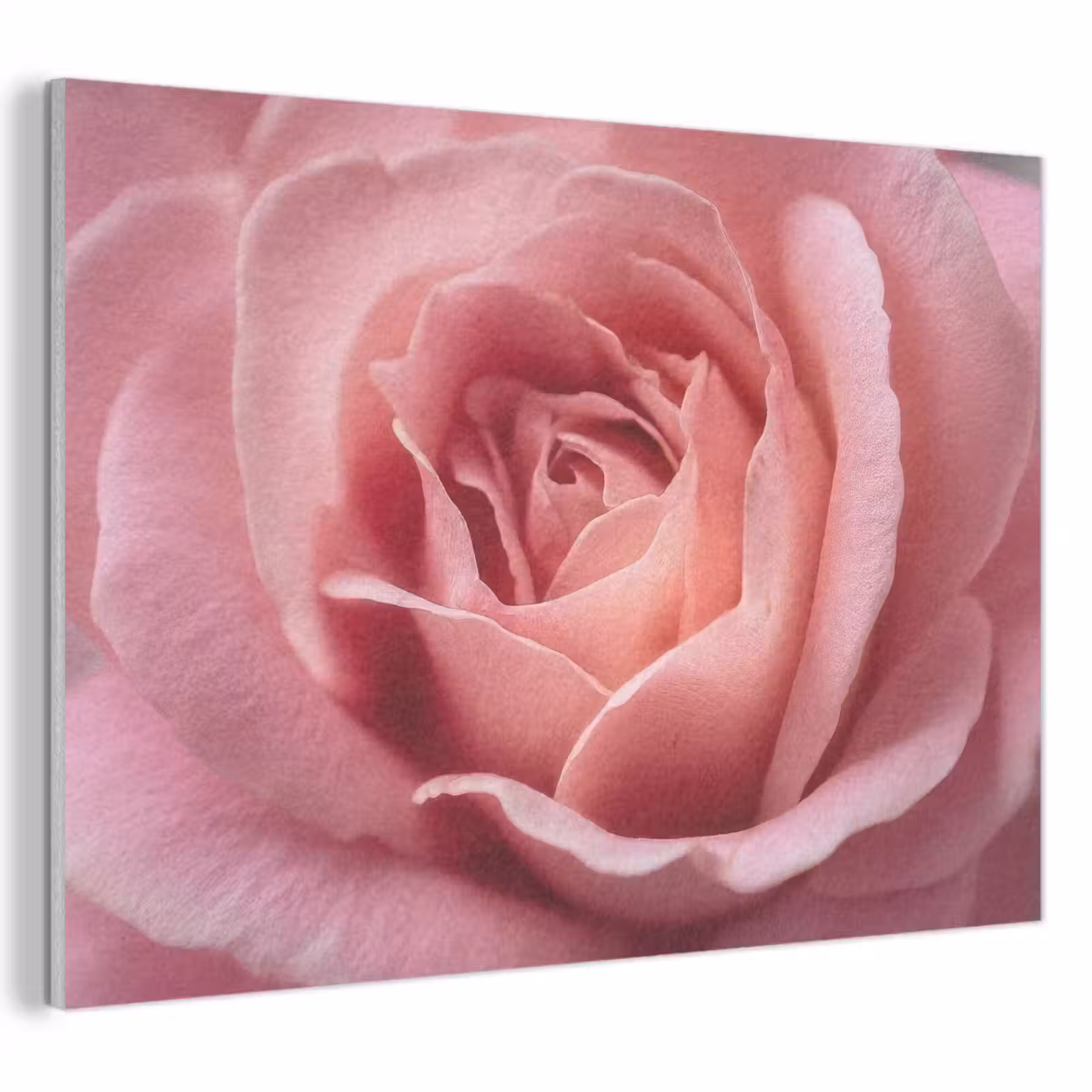 Akoestisch schilderij - Roze - Roos - Romantisch — 1