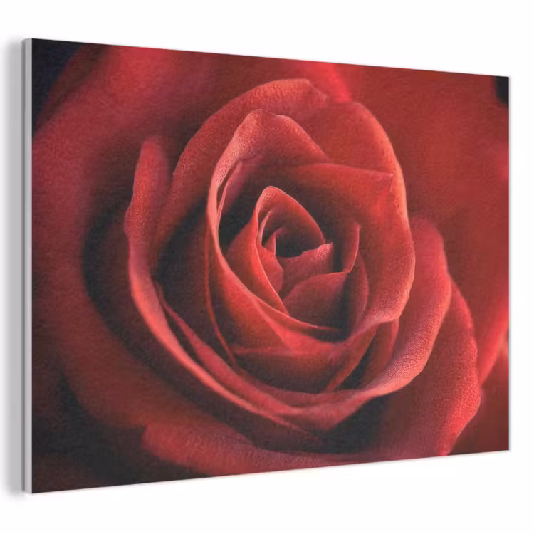 Akoestisch schilderij - Rood - Roos - Romantisch — 1
