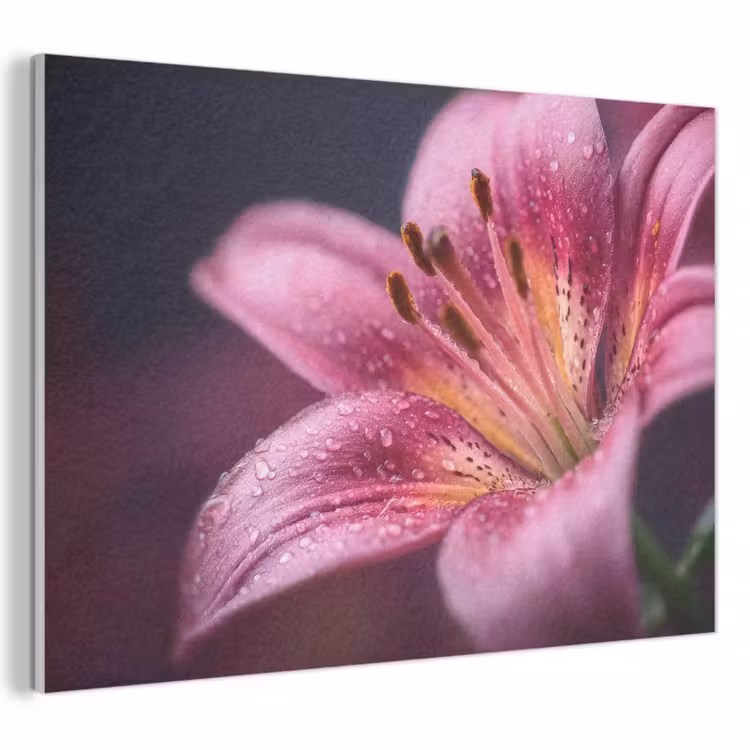 Akoestisch schilderij - Roze - lelie - Dauwdruppels — 1