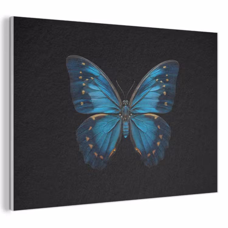 Akoestisch schilderij - Vlinder - Blauw - Contrast — 1