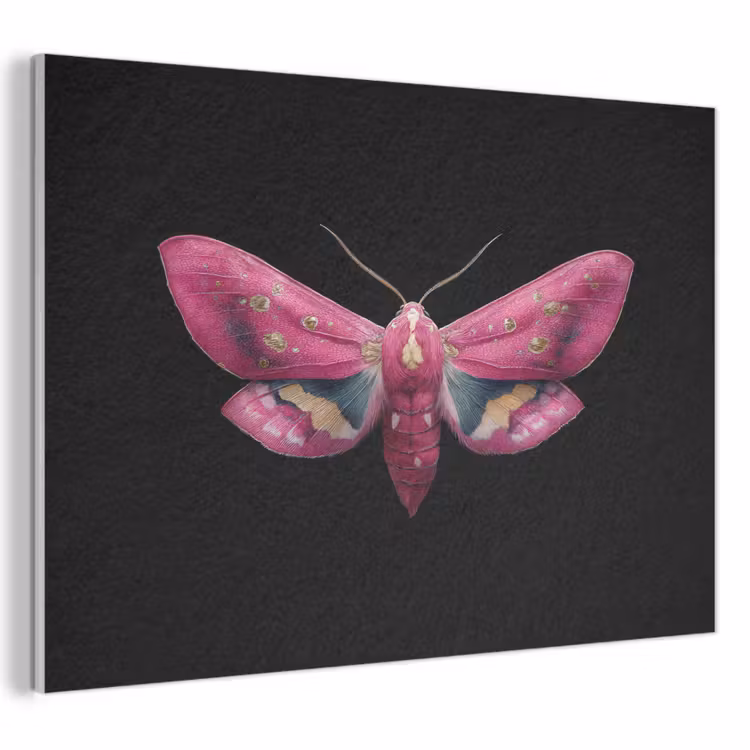 Akoestisch schilderij - Vlinder - Roze - Nachtvlinder — 1