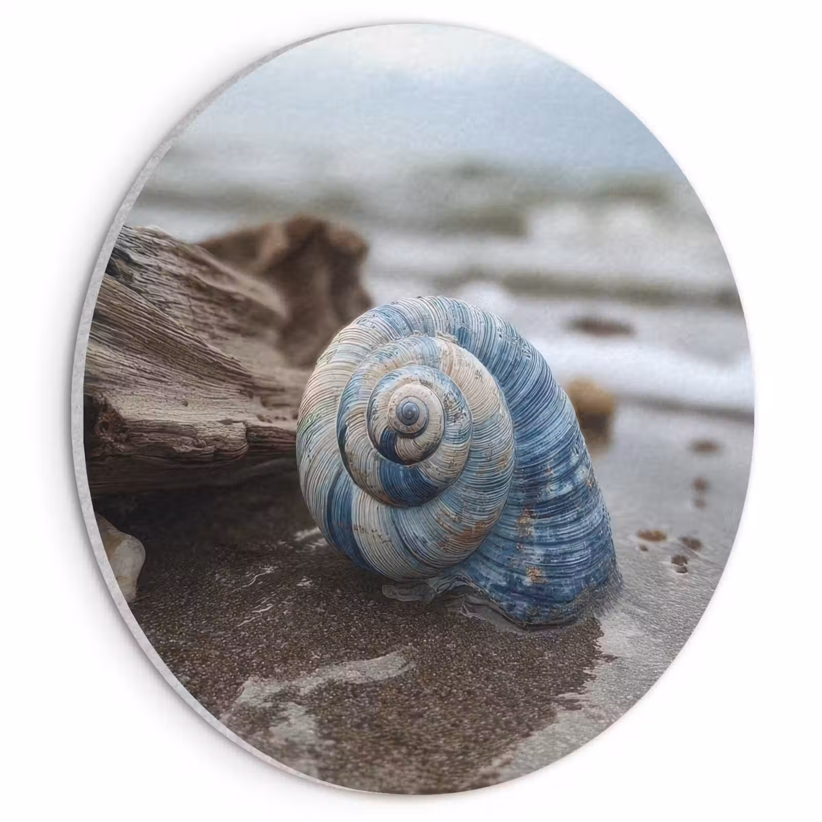 Akoestisch schilderij rond - Schelp - Strand - Blauw - Zee — 1