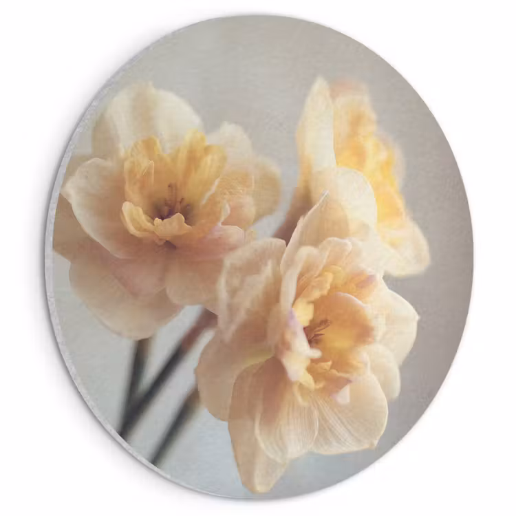 Akoestisch schilderij rond - Narcissen - Geel - Bloemblaadjes — 1