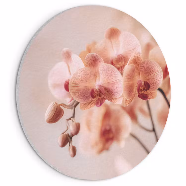 Akoestisch schilderij rond - Orchidee - Bloemen - Roze - Bloemblaadjes — 1