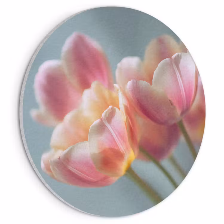 Akoestisch schilderij rond - Tulpen - Roze - Stelen — 1