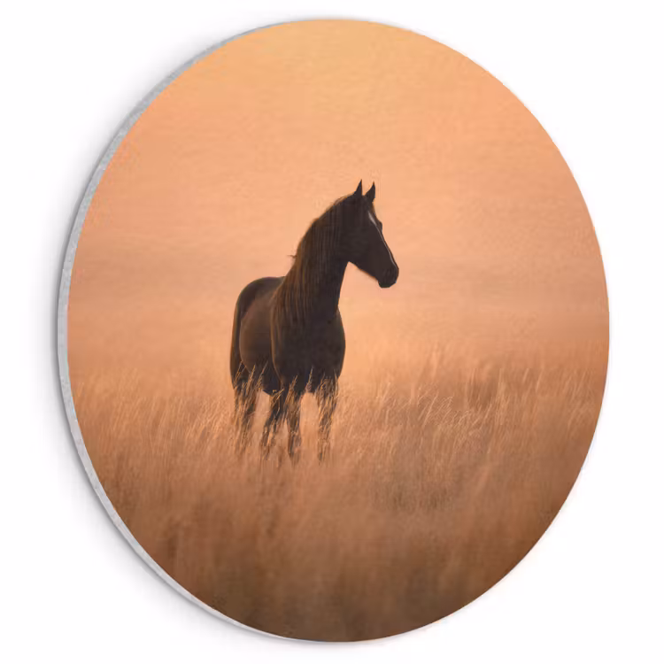 Akoestisch schilderij rond - Paard - Grasveld - Zonsondergang — 1