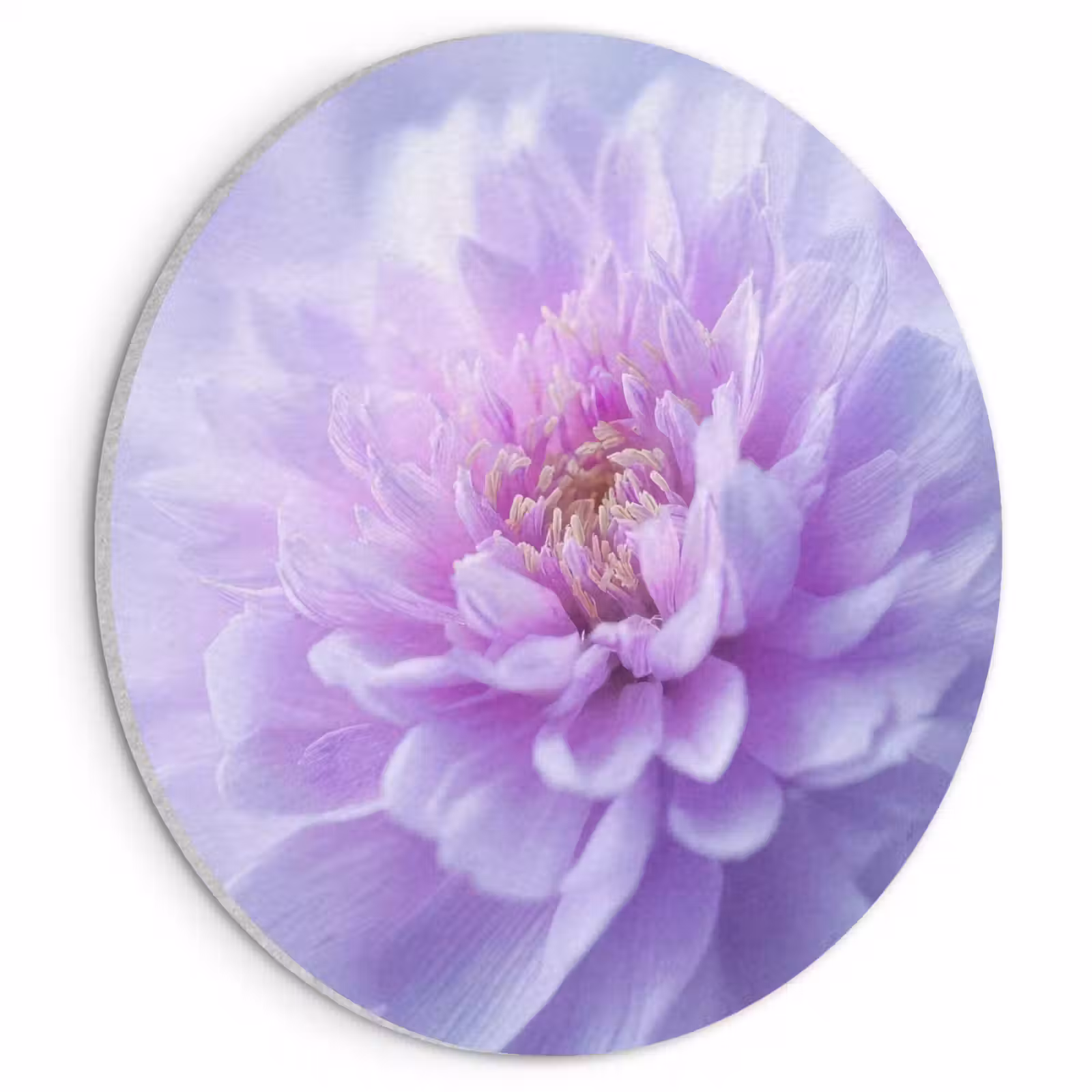 Akoestisch schilderij rond - Paars - Dahlia - Dromerig — 1