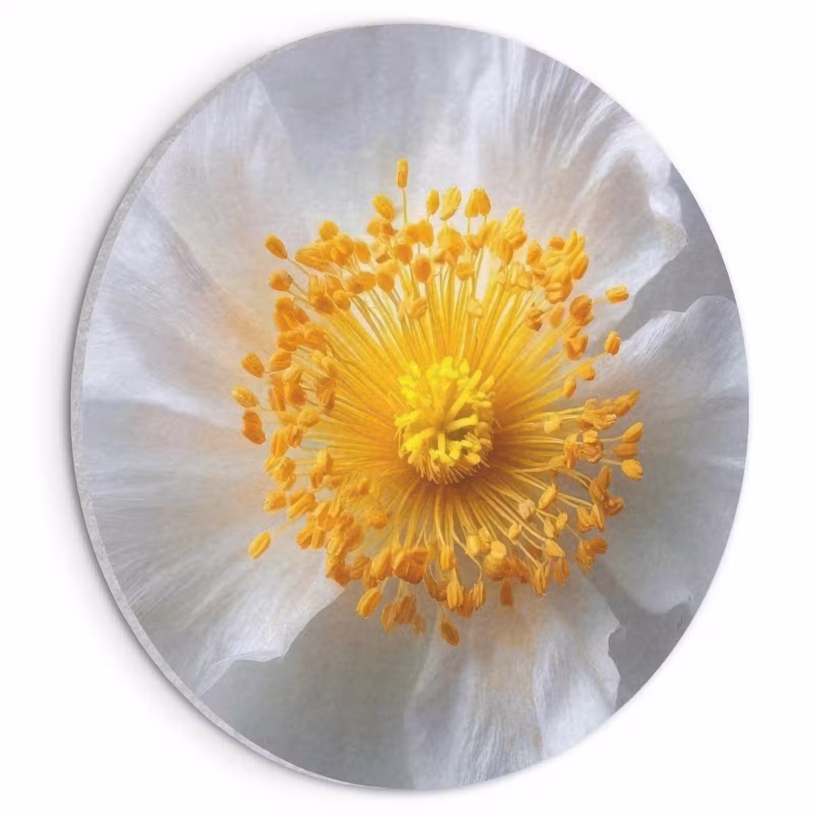 Akoestisch schilderij rond - Wit - Bloem - Elegant — 1
