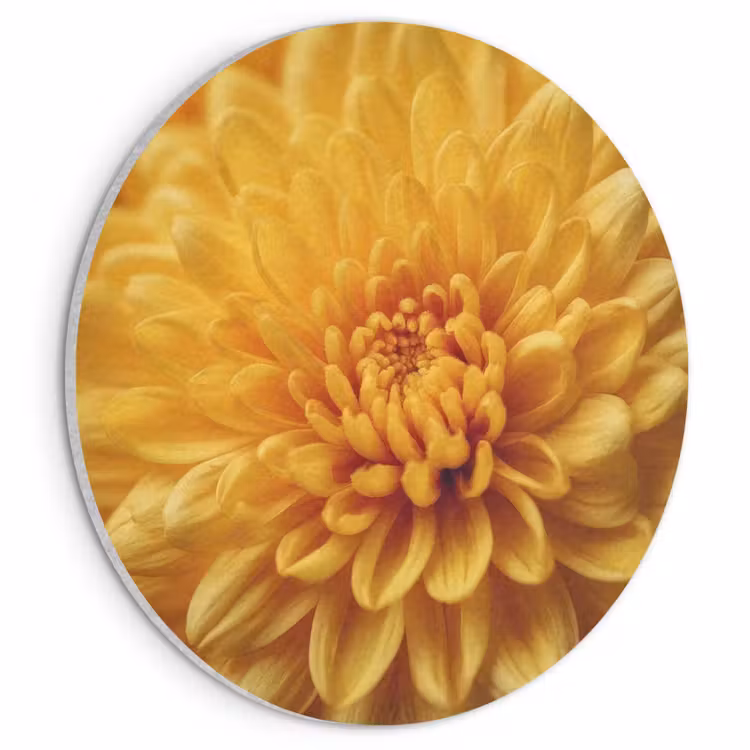 Akoestisch schilderij rond - Geel - Chrysant - Zachtheid — 1