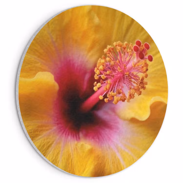 Akoestisch schilderij rond - Geel - Hibiscus - Tropisch — 1
