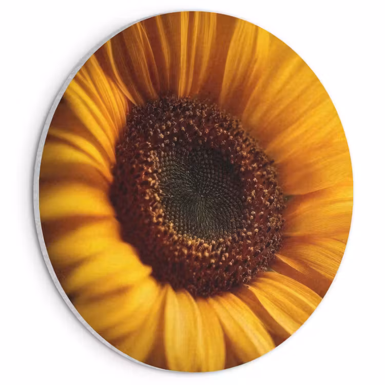 Akoestisch schilderij rond - Geel - Zonnebloem - Zomers — 1