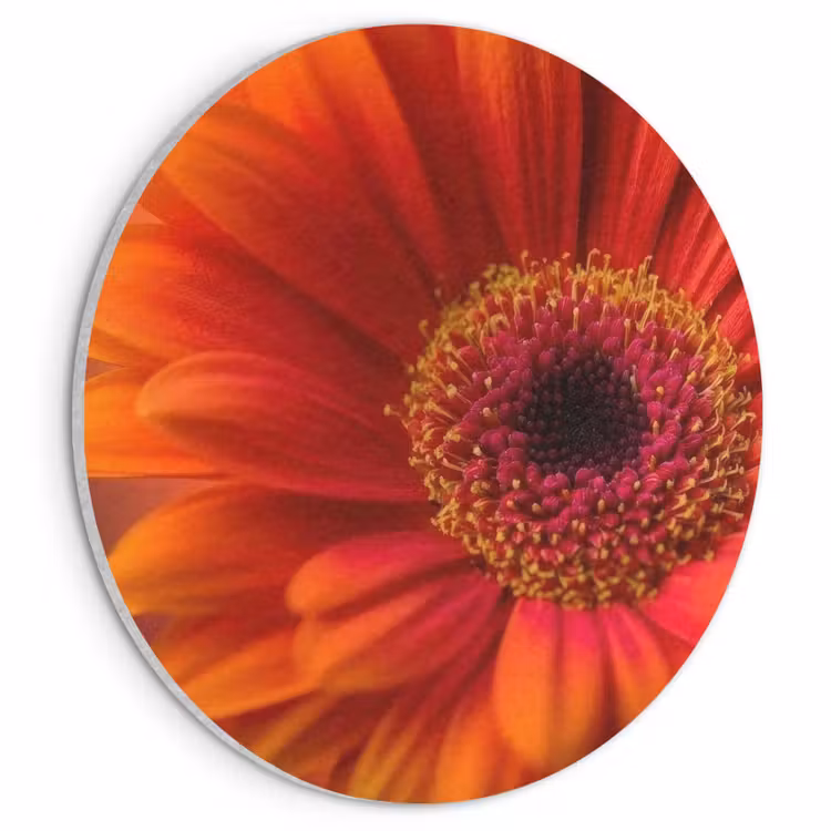 Akoestisch schilderij rond - Oranje - Gerbera - Intens — 1
