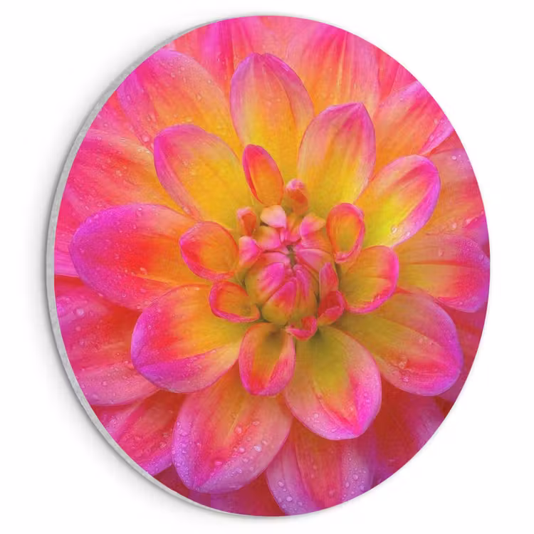 Akoestisch schilderij rond - Roze - Dahlia - Kleurrijk — 1