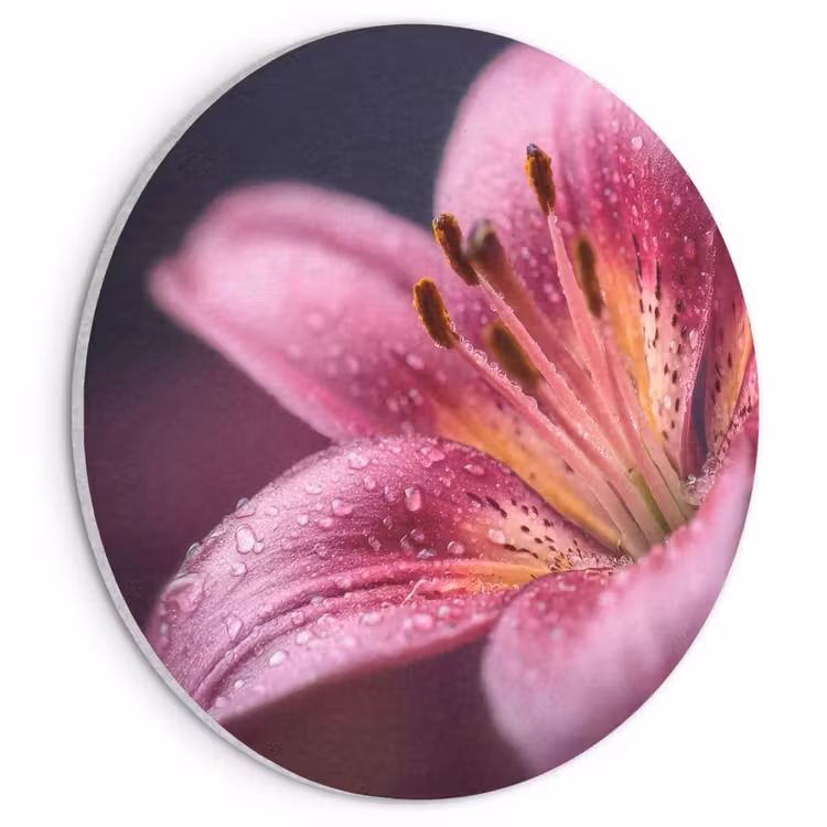 Akoestisch schilderij rond - Roze - lelie - Dauwdruppels — 1
