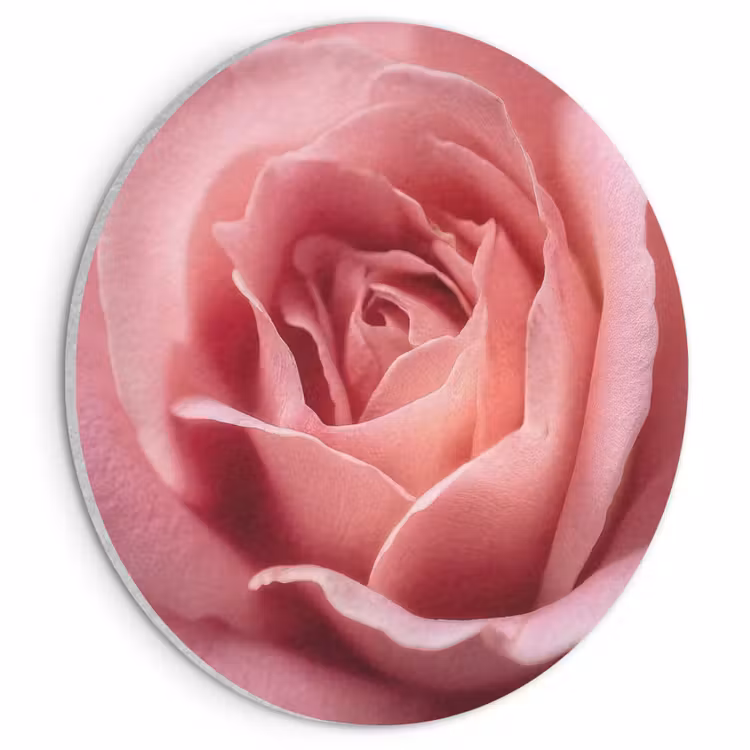 Akoestisch schilderij rond - Roze - Roos - Romantisch — 1