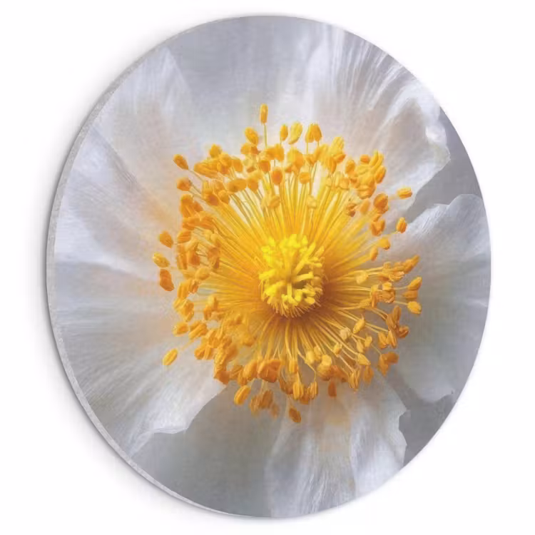 Akoestisch schilderij rond - Wit - Bloem - Elegant — 1