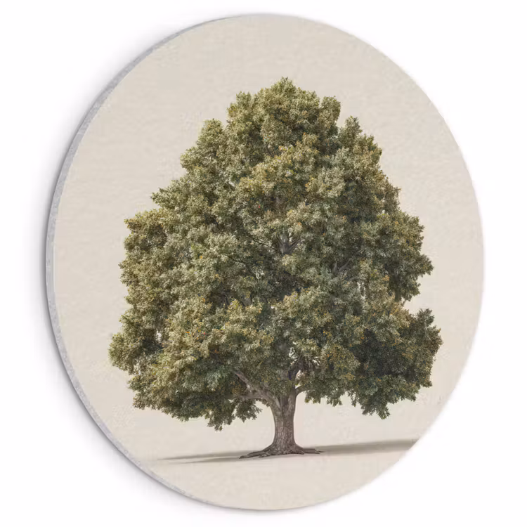 Akoestisch schilderij rond - Eikenboom - Groen - Lichte achtergrond — 1