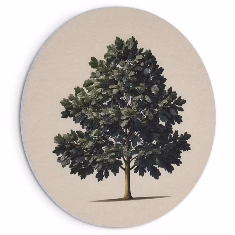Akoestisch schilderij rond - Eikenboom - Schaduw - Egaal — 1