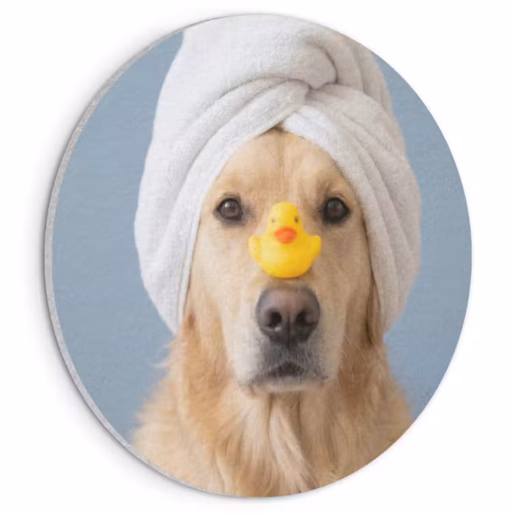 Akoestisch schilderij rond - Hond - Badeend - Geel — 1