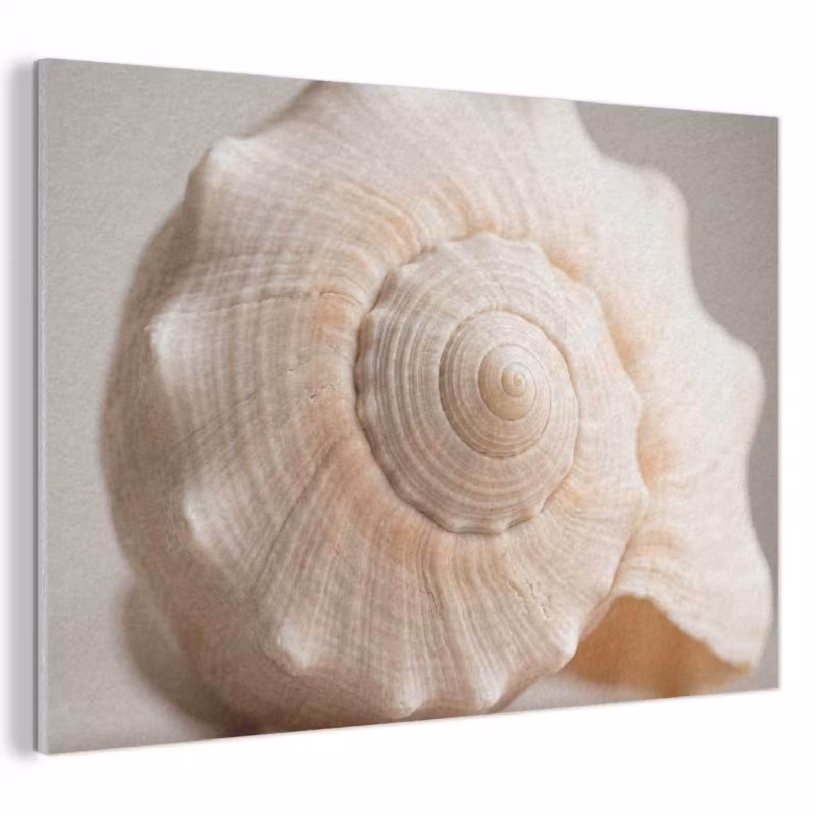 Akoestisch schilderij - Schelp - Detail - Beige — 1