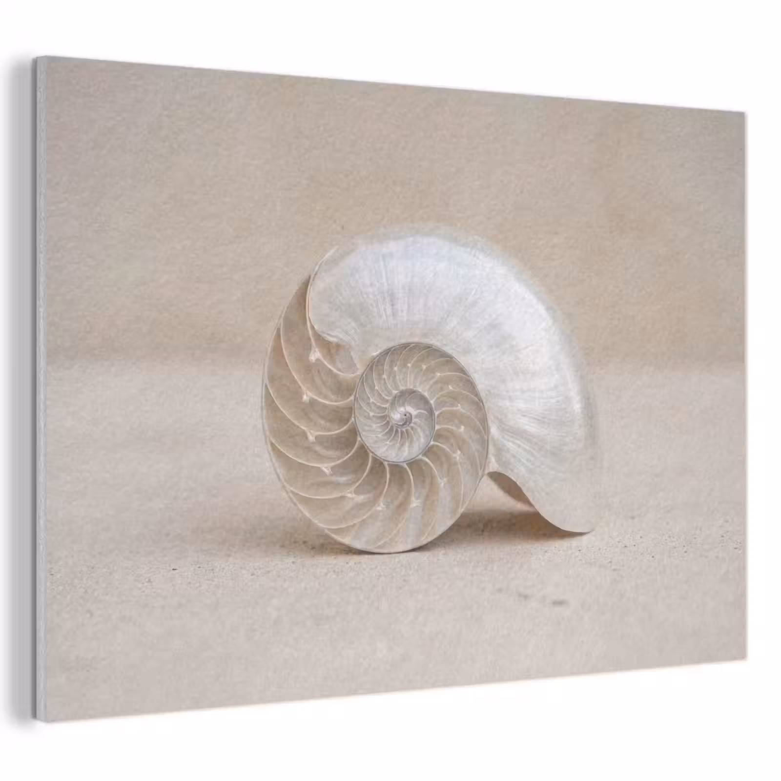 Akoestisch schilderij - Schelp - Spiraal - Beige — 1